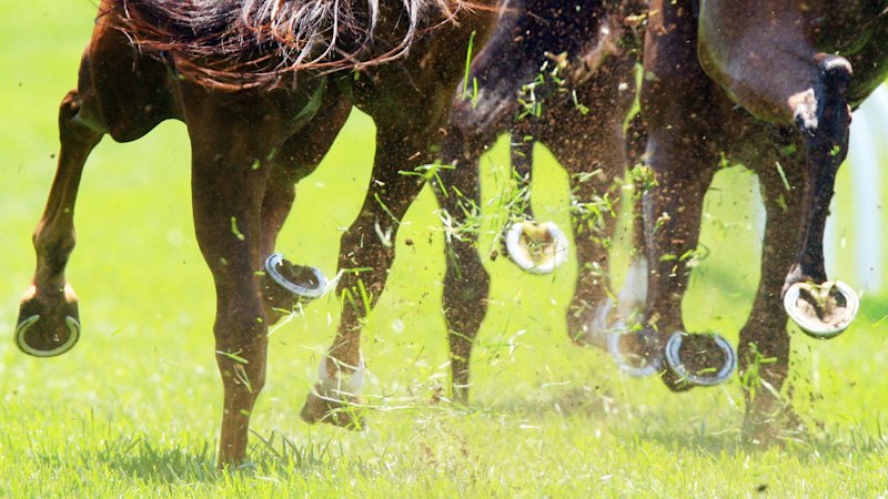 Trainer confident gelding will make his way through the grades