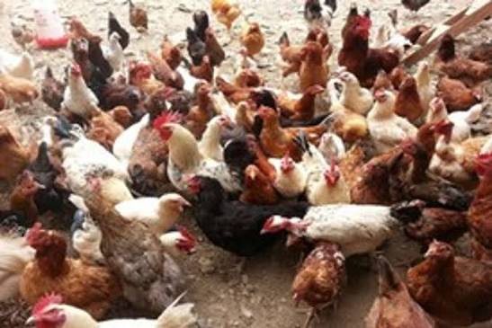 Middlemen making local chicken more expensive than imported ones – Deputy Agric Minister