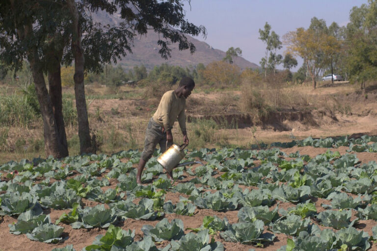 Land crisis and ‘green revolution’ practices trap millions of Malawi’s farmers