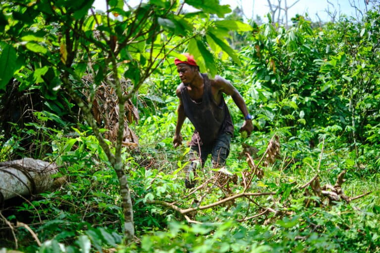 ‘Cocoa fever’ in Liberia’s Grand Gedeh is wiping out native forests