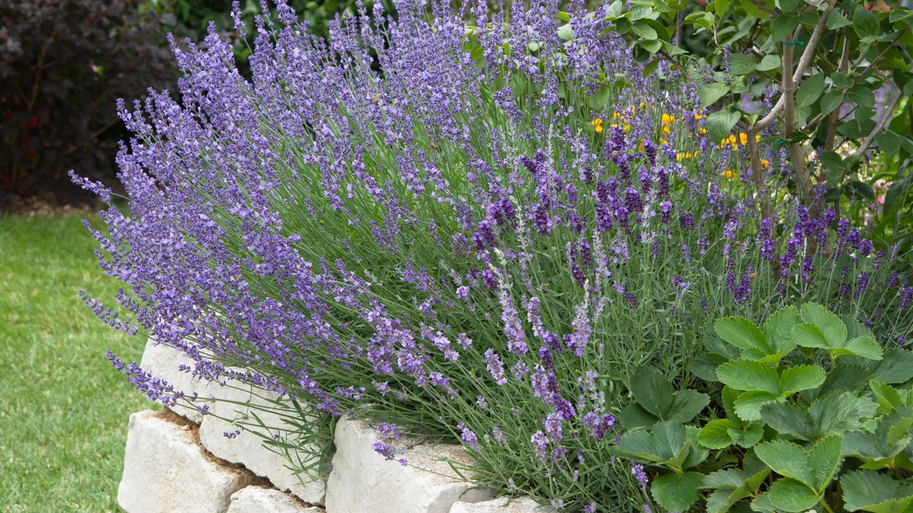 The 48-hour water trick that brought my heat-stressed lavender’s smell back