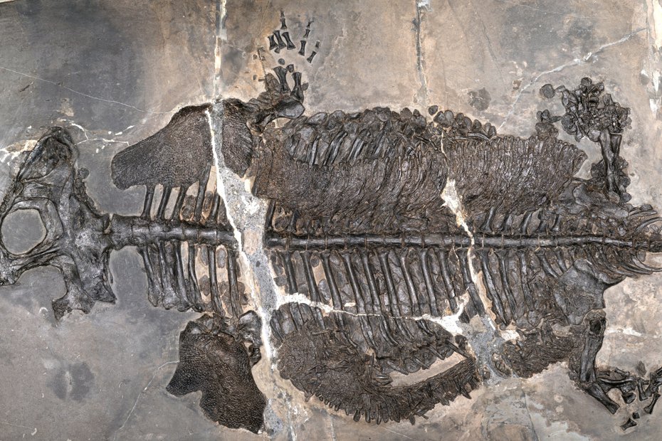 Predatory amphibians swam the seas 237 million years ago