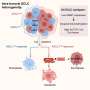 Metabolic vulnerability identified in small cell lung cancer