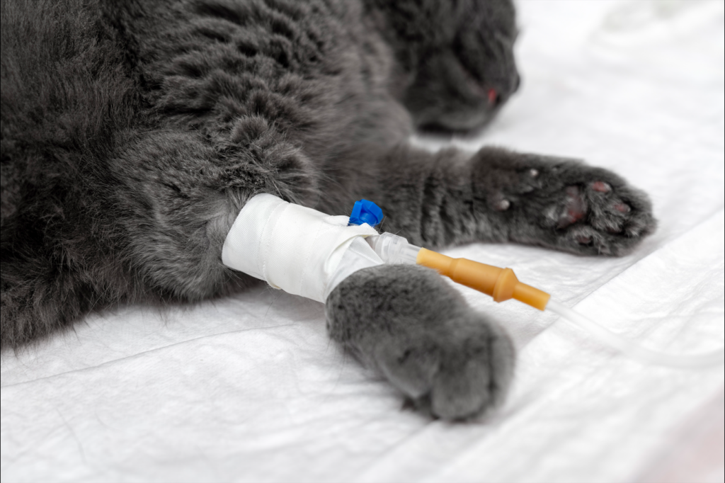 Spain pet alert: Common hair-loss treatment can kill cats and dogs