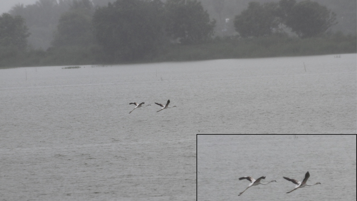 Unusual sighting of greater flamingos at Veeranam lake