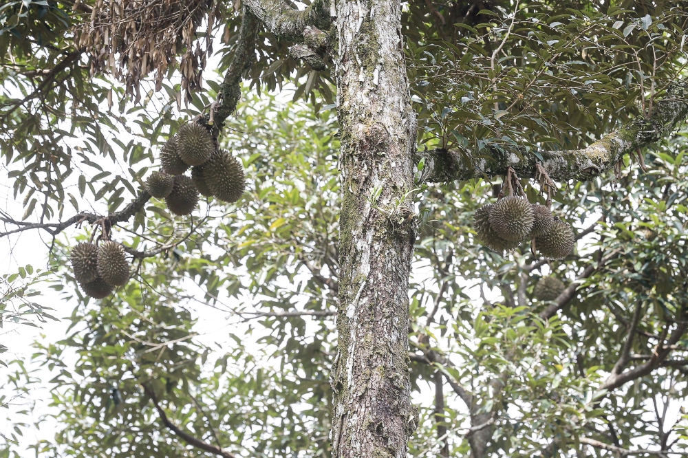 Durian orchard that never was: CEO to face charge over RM1.65m scam in Shah Alam court today