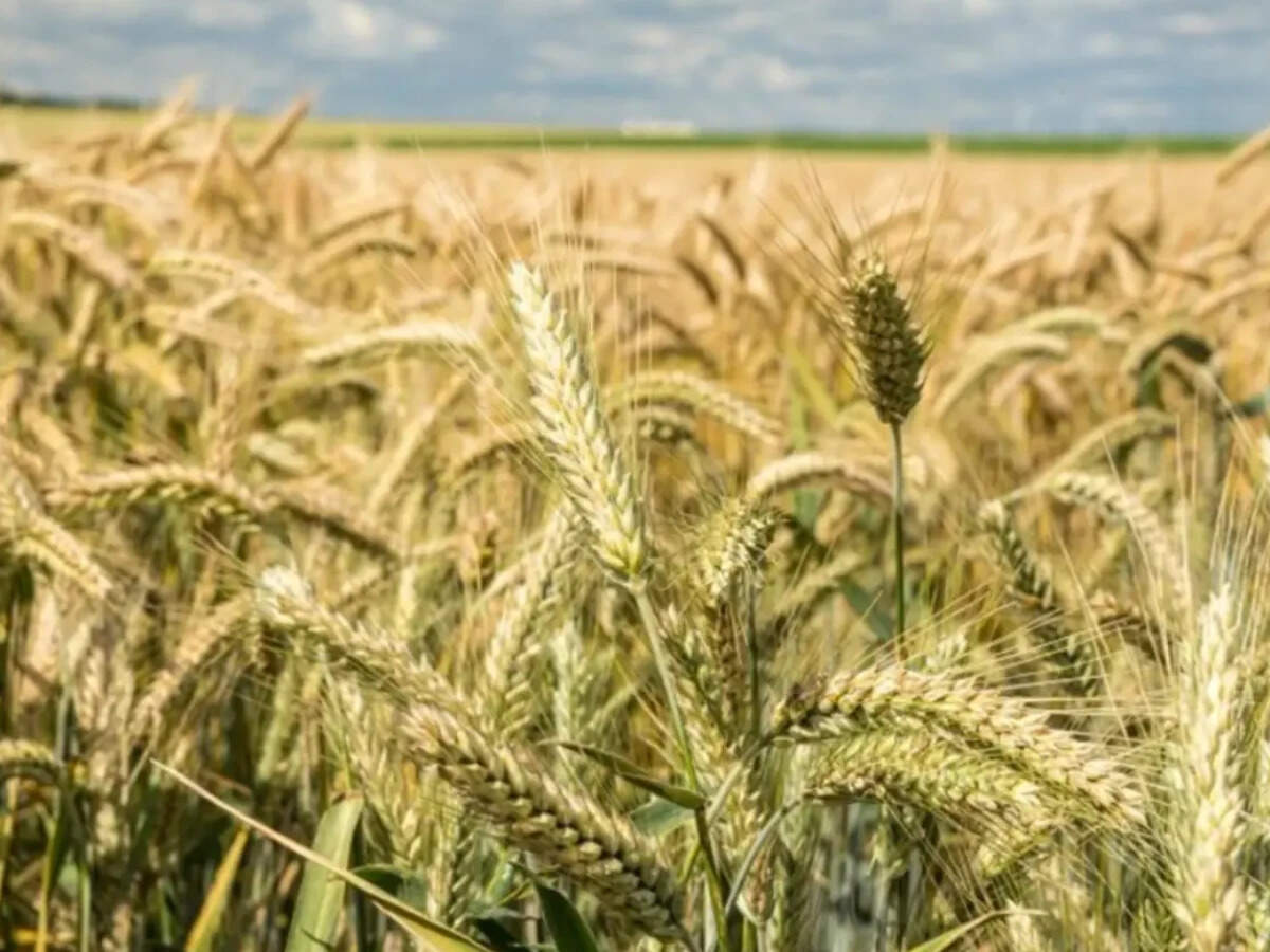 Wheat sowing lags at 11,000 hectare so far amid deficient monsoon; rabi acreage down