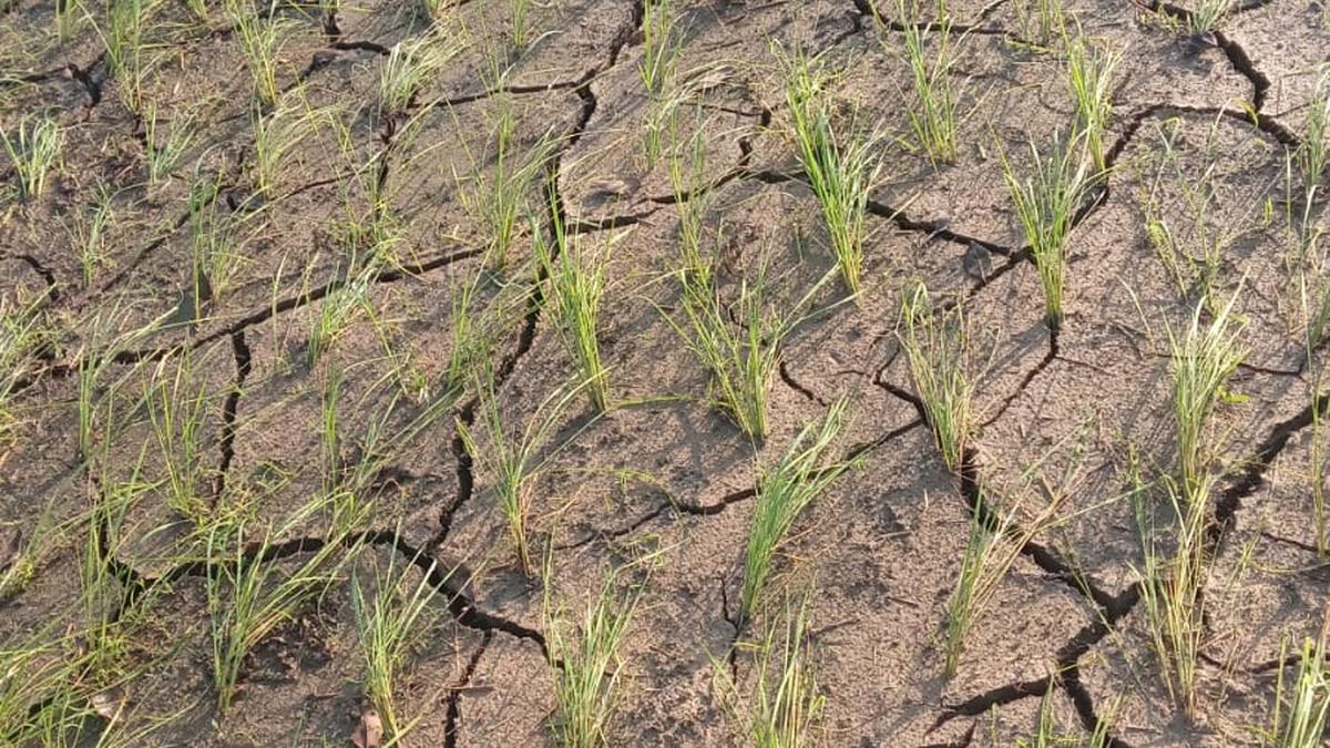 How community-based weather data is bolstering this Wayanad panchayat’s demand for drought-hit status
