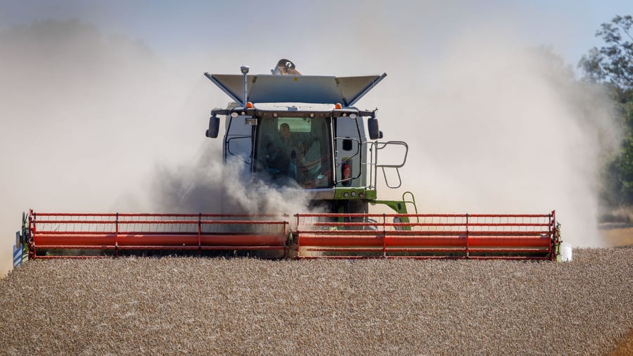 Landwirtschaft: Bauernverband erwartet deutlich kleinere Ernte