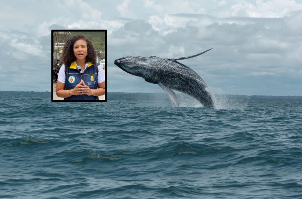 Governor of Earthquake-hit Department Asks Tourists Not to Cancel Whale Watching