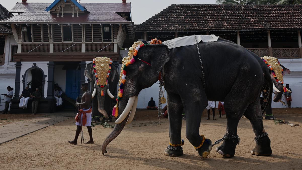 Not delving into religious rights, only dealing with well-being and health of captive elephants, SC says