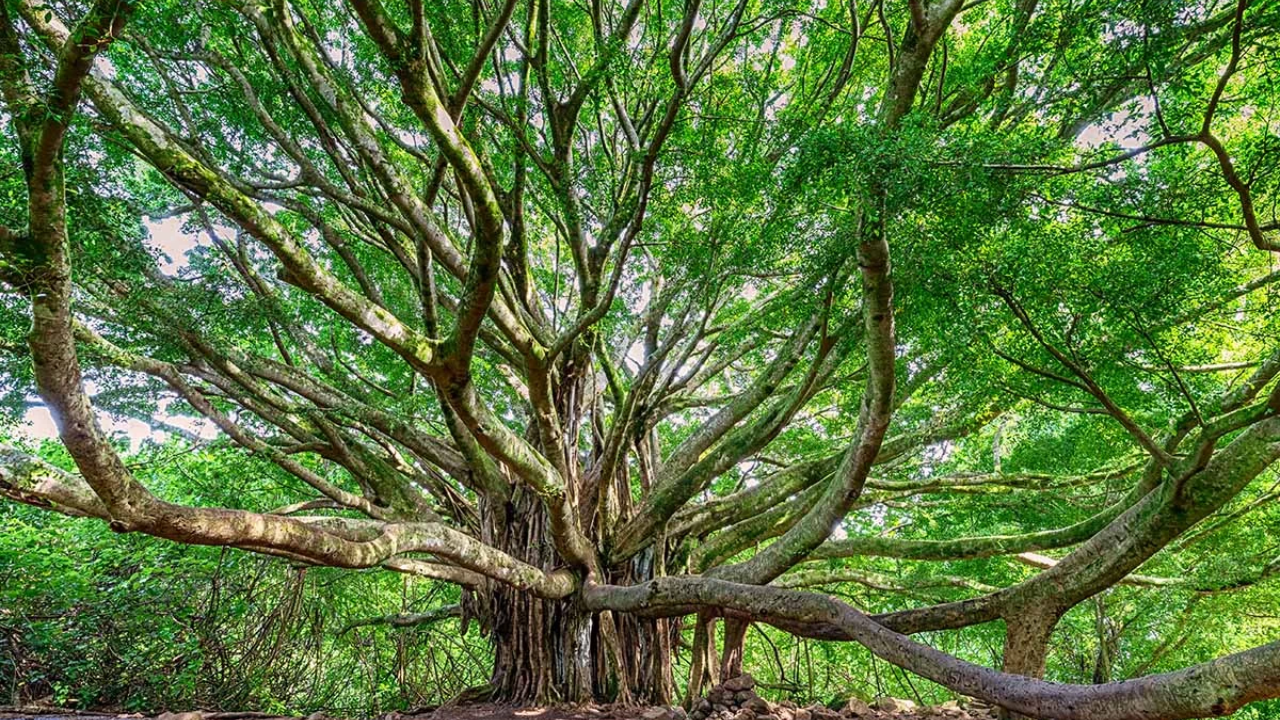 California court upholds order to remove 19 trees after $78,500 settlement