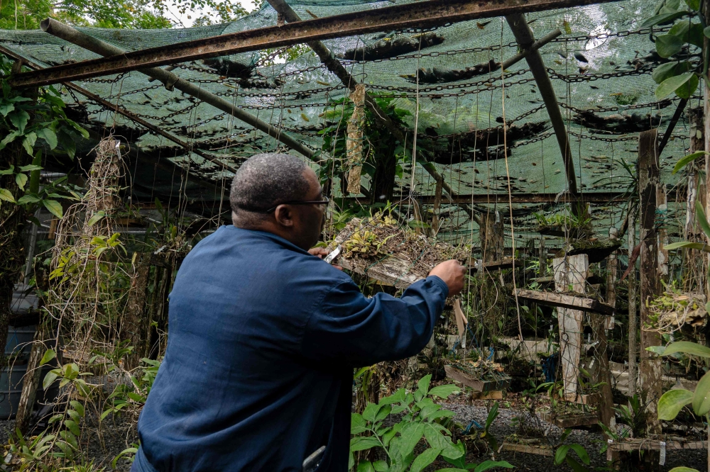 Botanists comb Gabon’s rich rainforests with nature on the line