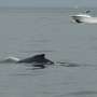 Whales spark joy in New York but face threats from boat traffic