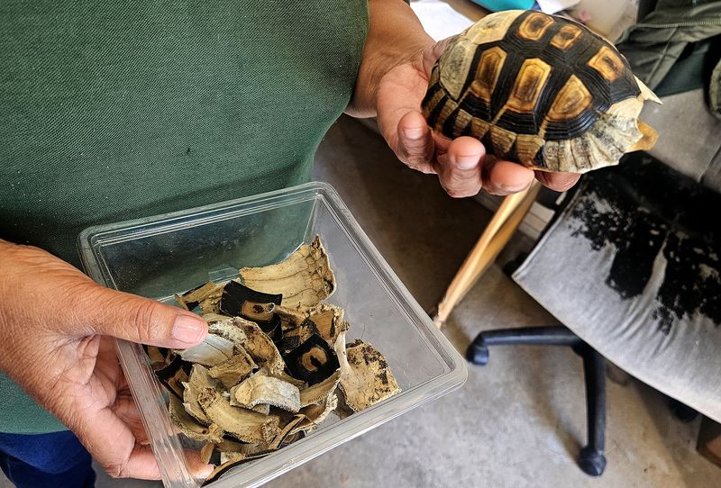 WILDLIFE CONSERVATION: Police rescue 15 wild tortoises from Gqeberha property, four others found dead