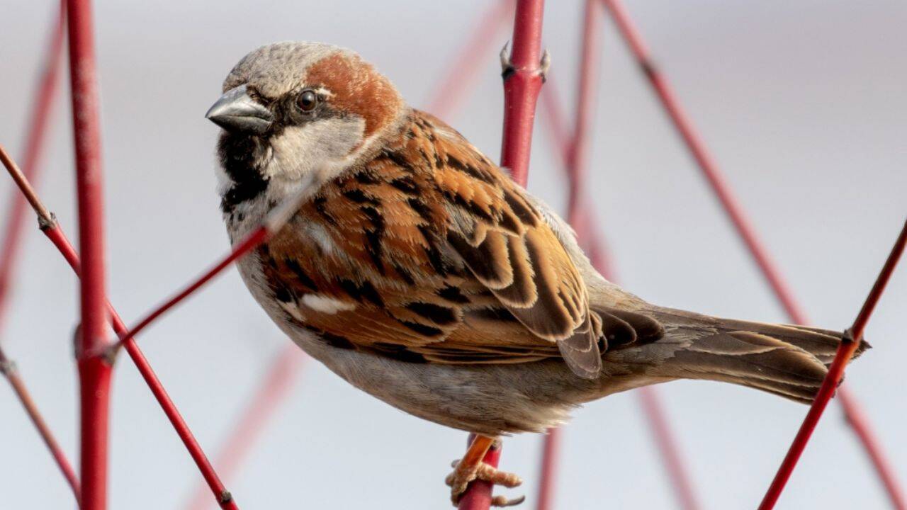 New Zealand released 40 sparrows for pests, then paid bounties to kill them