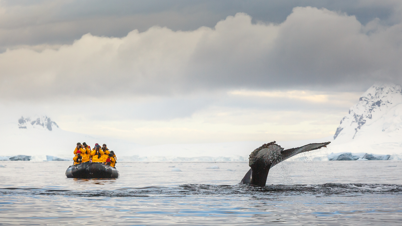 'They don't deserve this beauty and this breathtaking fragility': Former Antarctic tour guides told researchers why they quit the troubling industry