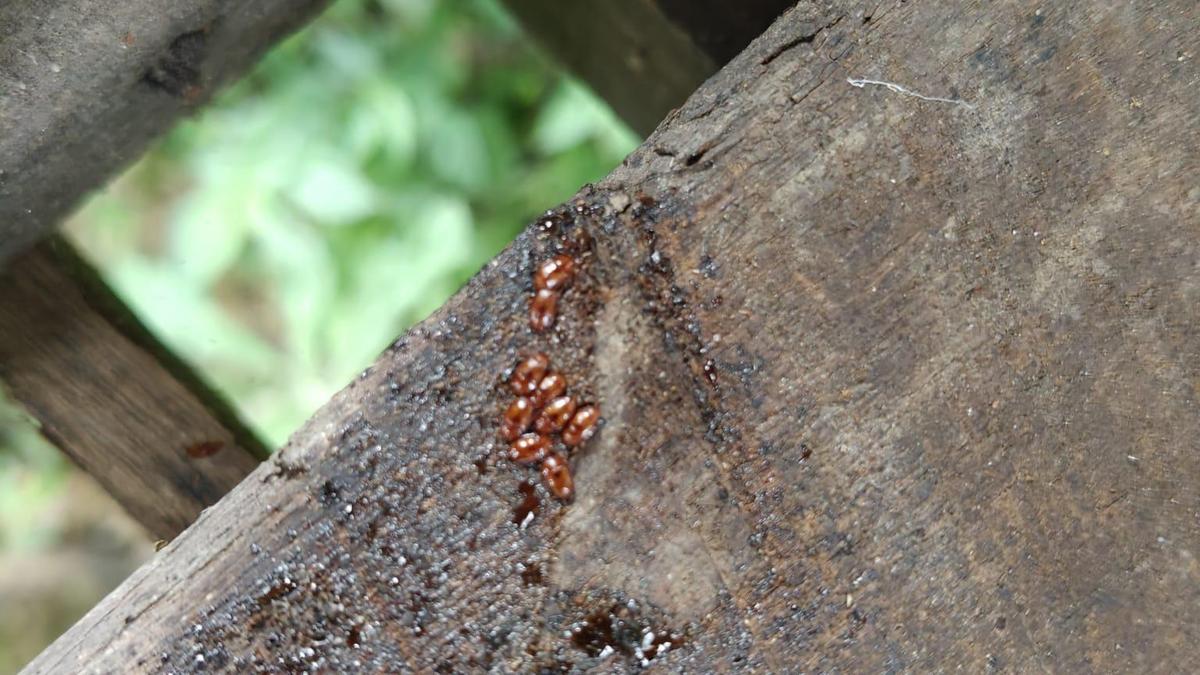 Two years on, Karnataka beekeepers continue to face threat from small hive beetle