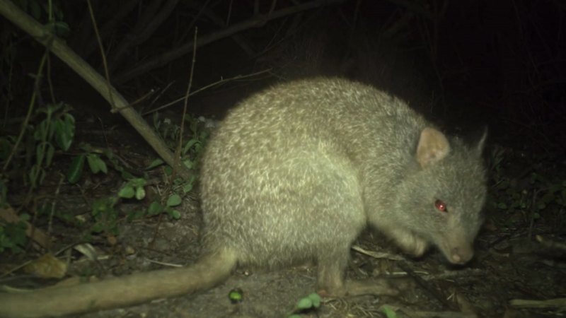 A procession of animals visit a bowerbird's nest