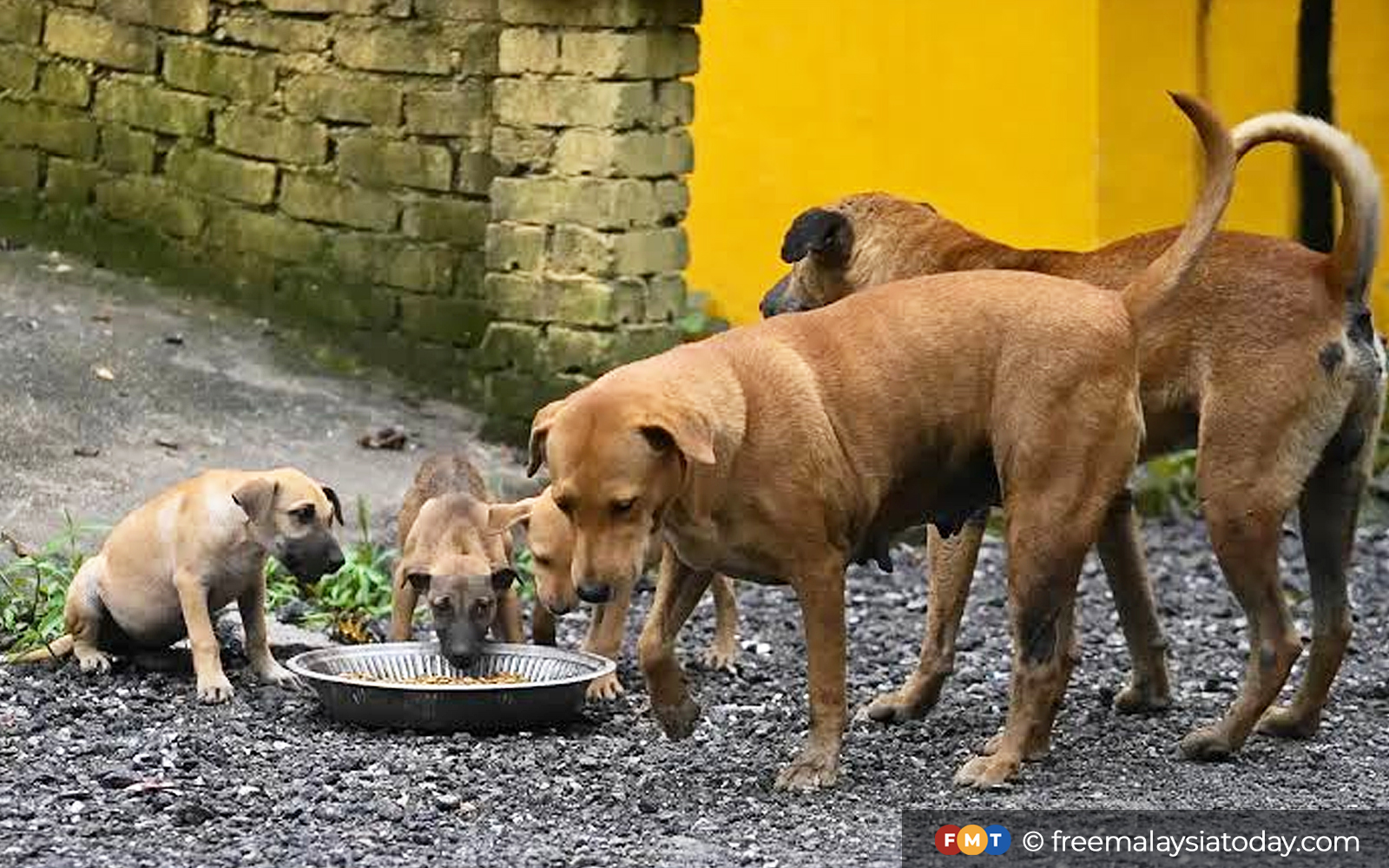 Sterilisation: the kinder answer to Malaysia’s stray problem