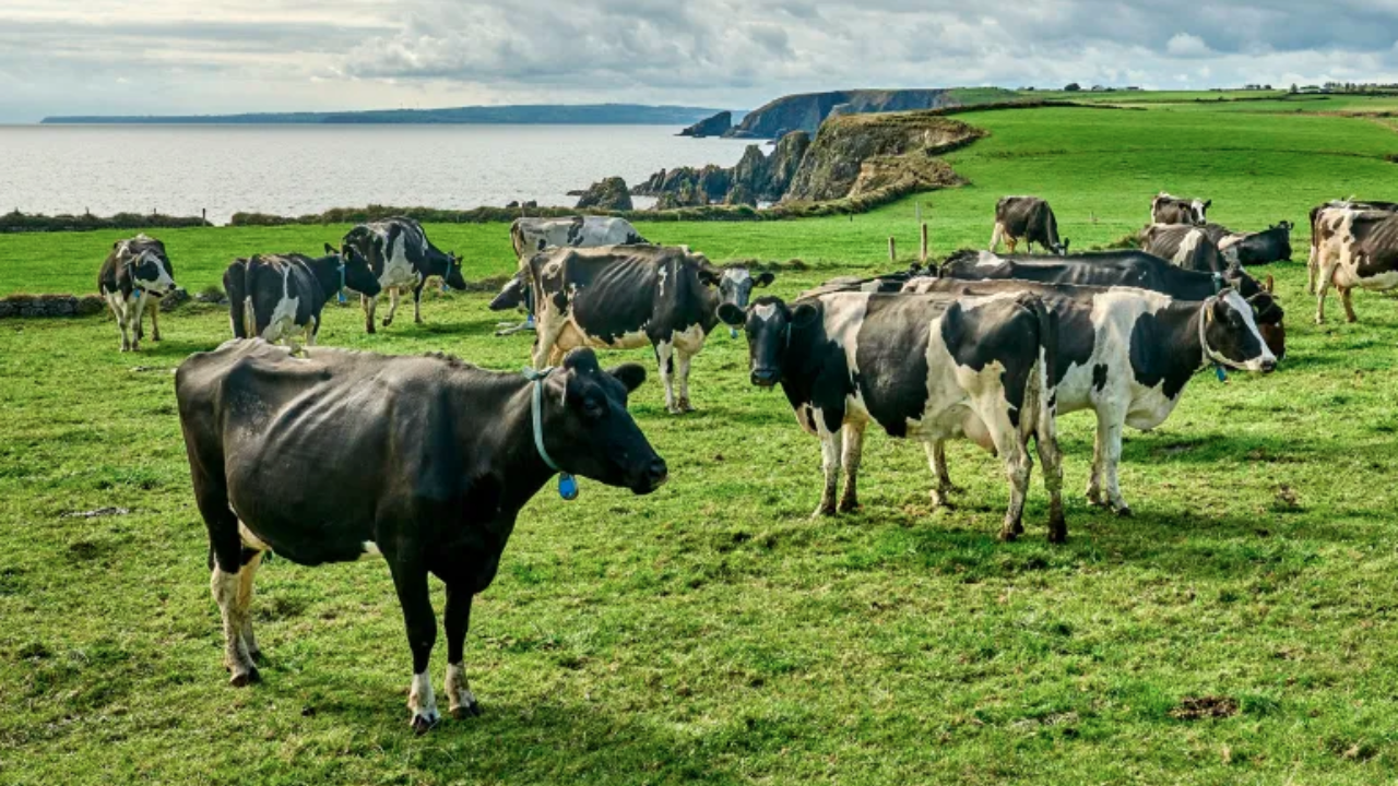 Irish farmer installs 1,008 solar panels on 1.5 acres while sheep graze below