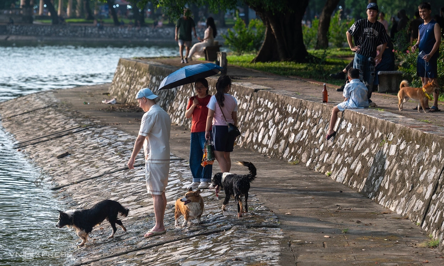 Unmuzzled dogs still roam Hanoi parks as dog catchers return