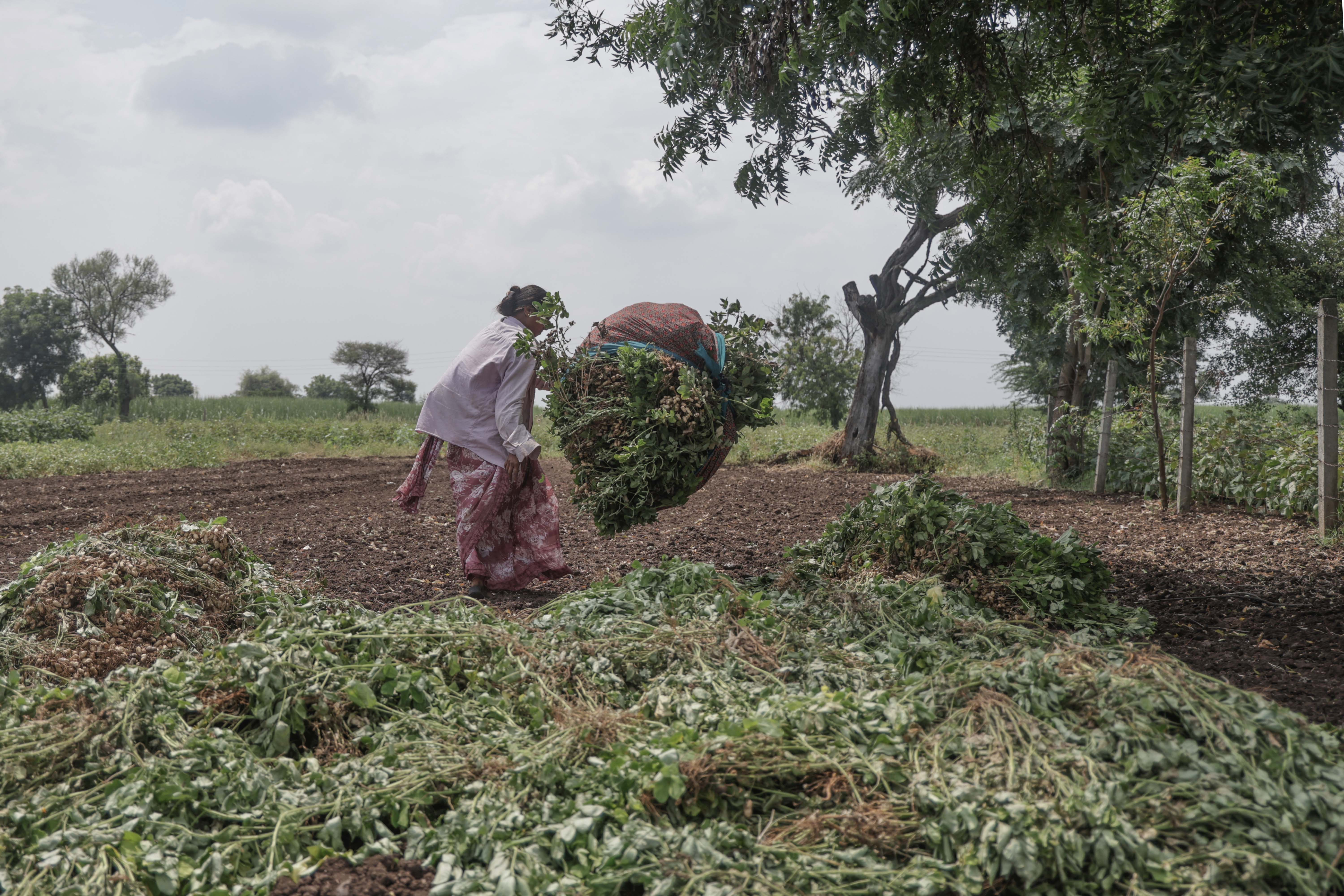 Maharashtra drought aid release: Who’s eligible and when will Rs 5,000 be credited? All we know