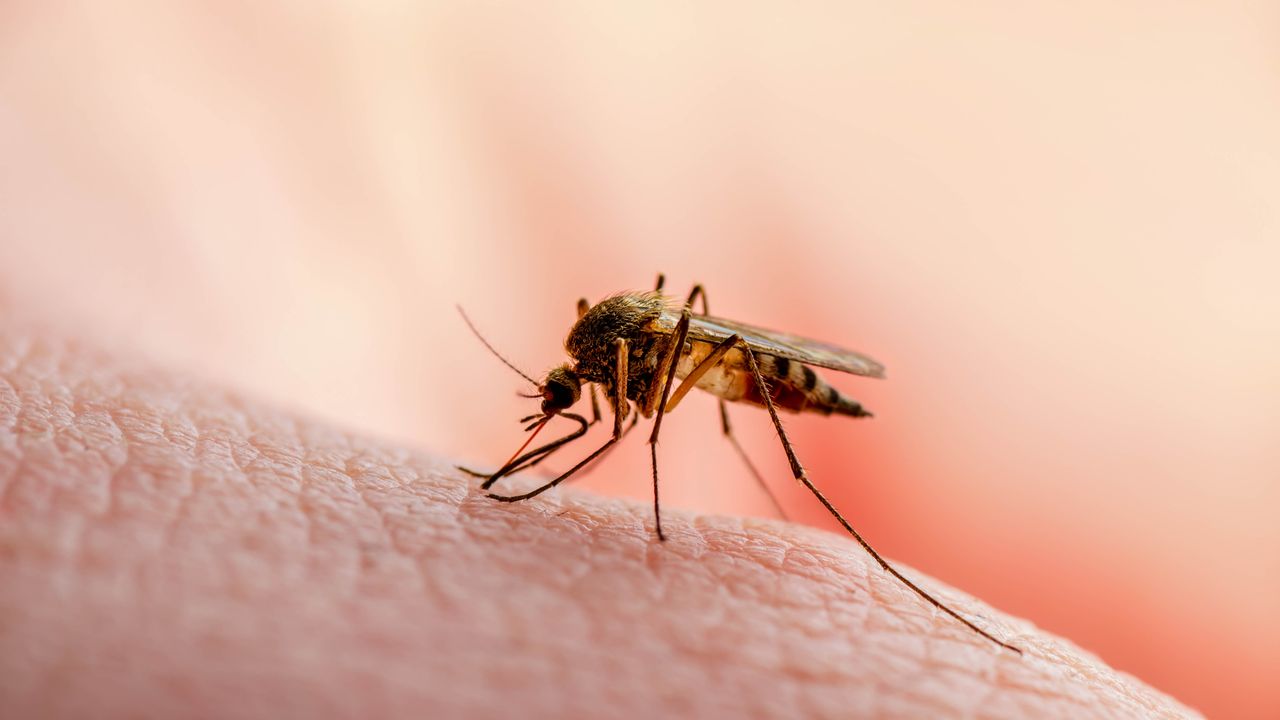 Stop attracting mosquitoes — why changing your wall color to this one shade will fight them off
