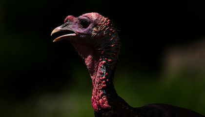 Ben Franklin Wasn’t Serious When He Implied the Wild Turkey Would Be a ‘Respectable’ National Symbol … But He Wasn’t Wrong, Either