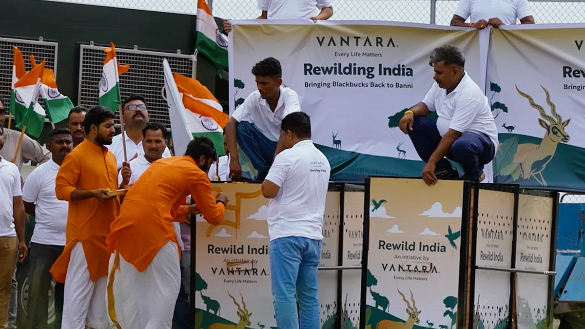 India’s 80th Independence Day Marked By Conservation Milestone: 20 Blackbucks Rewilded In Banni Grasslands
