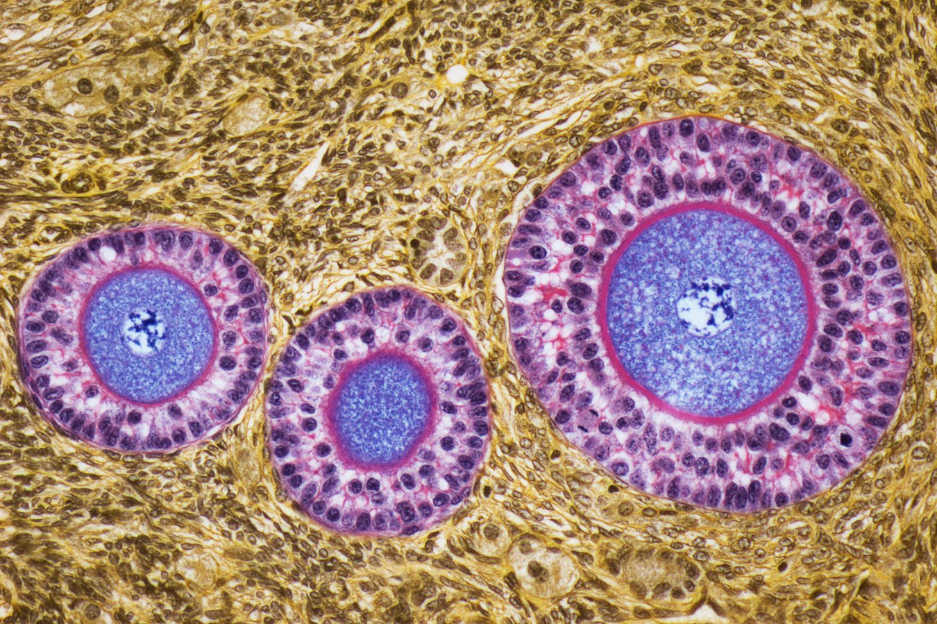 Transplanted ovaries adjust to the recipient’s biological age