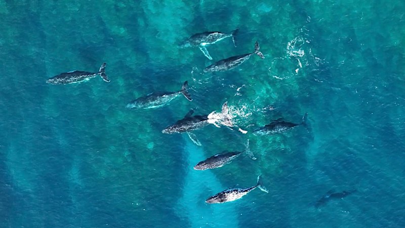 As WA’s whale migration numbers drop, more carcasses wash up at Perth beaches