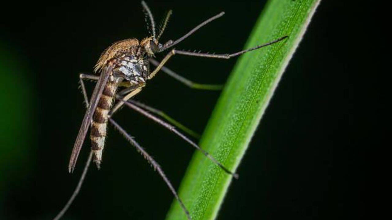 Delhi researchers worry over mosquitoes that survived powerful insecticide