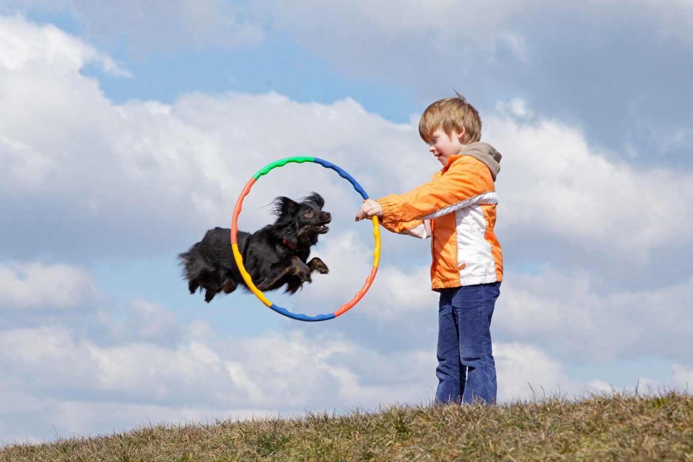 Why do dogs usually follow instructions, but cats largely ignore them?