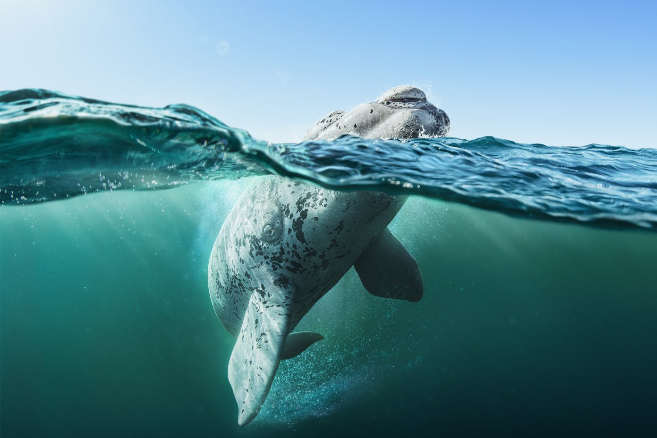 Blue Planet III is the best yet from the BBC and David Attenborough