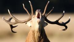 Why is feeding deer in the Royal Parks dangerous?