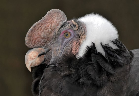 Vultures Help Eliminate Pathogens. Bird Flu Could Eliminate Them