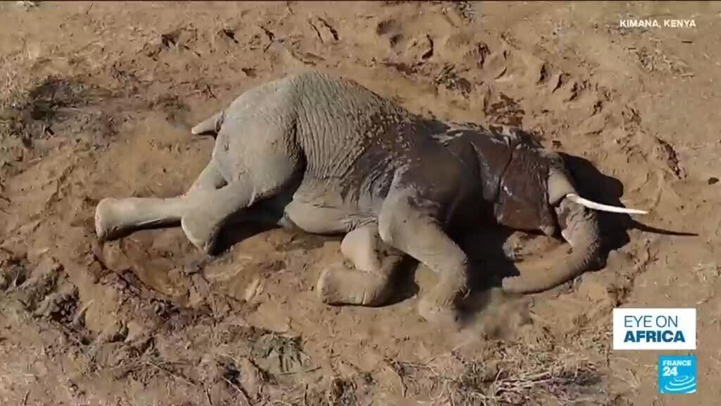 At least 20 elephants died in Kenya, theory of cianide poisoning contested