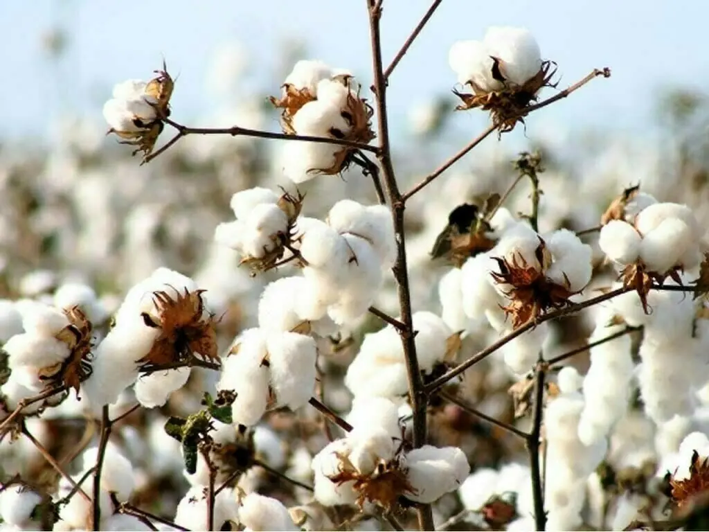 World Bank projects 6pc fall in cotton output