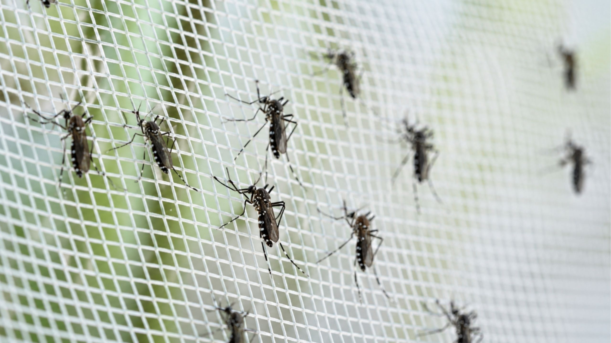 Dengue update: Singapore logs 61 dengue cases last week, noting 2,778 cases so far this year