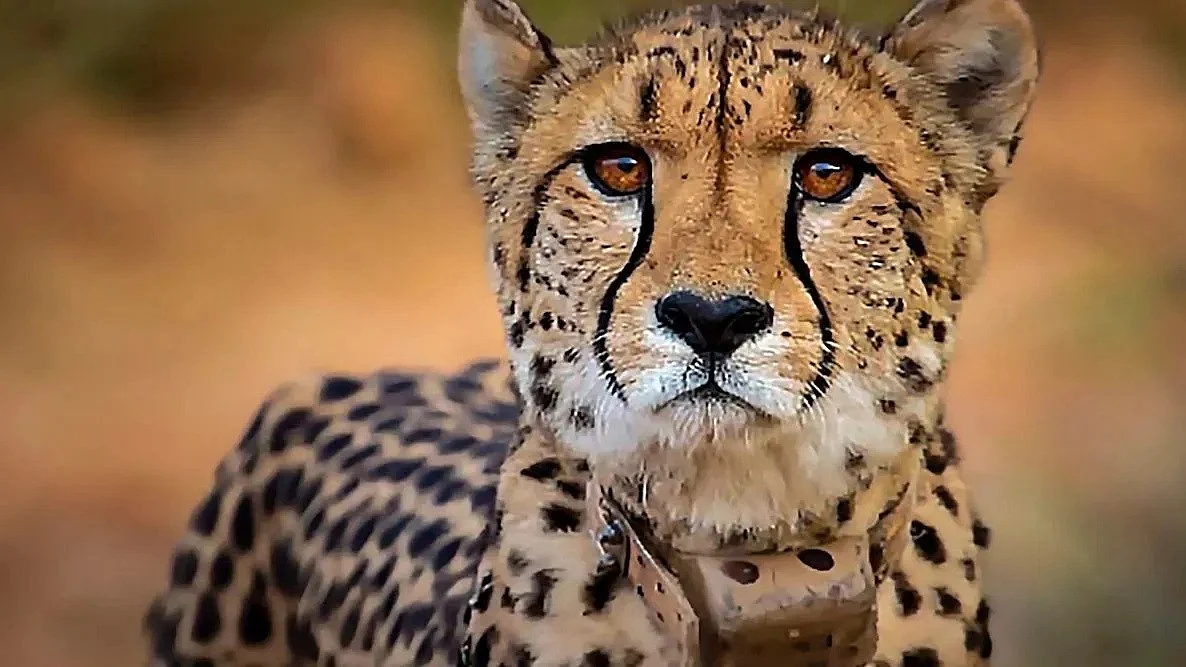 MP's Morena Cheetah Shooting Death Triggers High-Level Central Probe After Five Pellets Found In 19-Month-Old Animal, Wildlife Activist Seeks CBI Investigation
