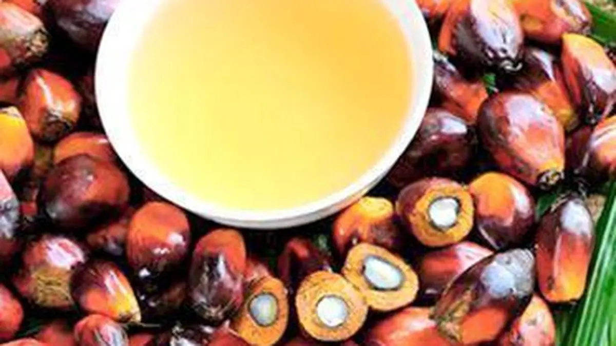 47% of the targeted area covered under India’s oil palm expansion this fiscal