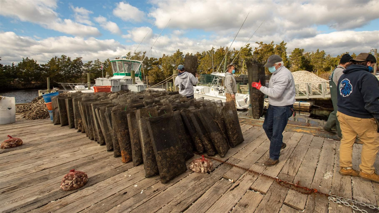 7 million unsold oysters bought for 35 reef sites, helping protect 1,000 jobs