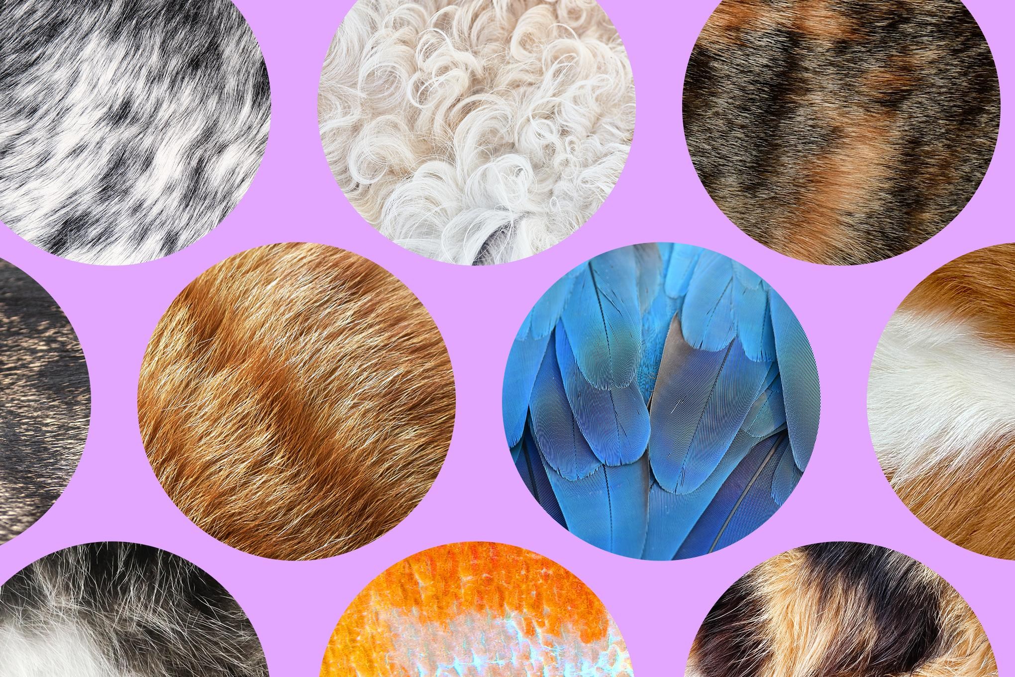 The Verge Guide to Pets