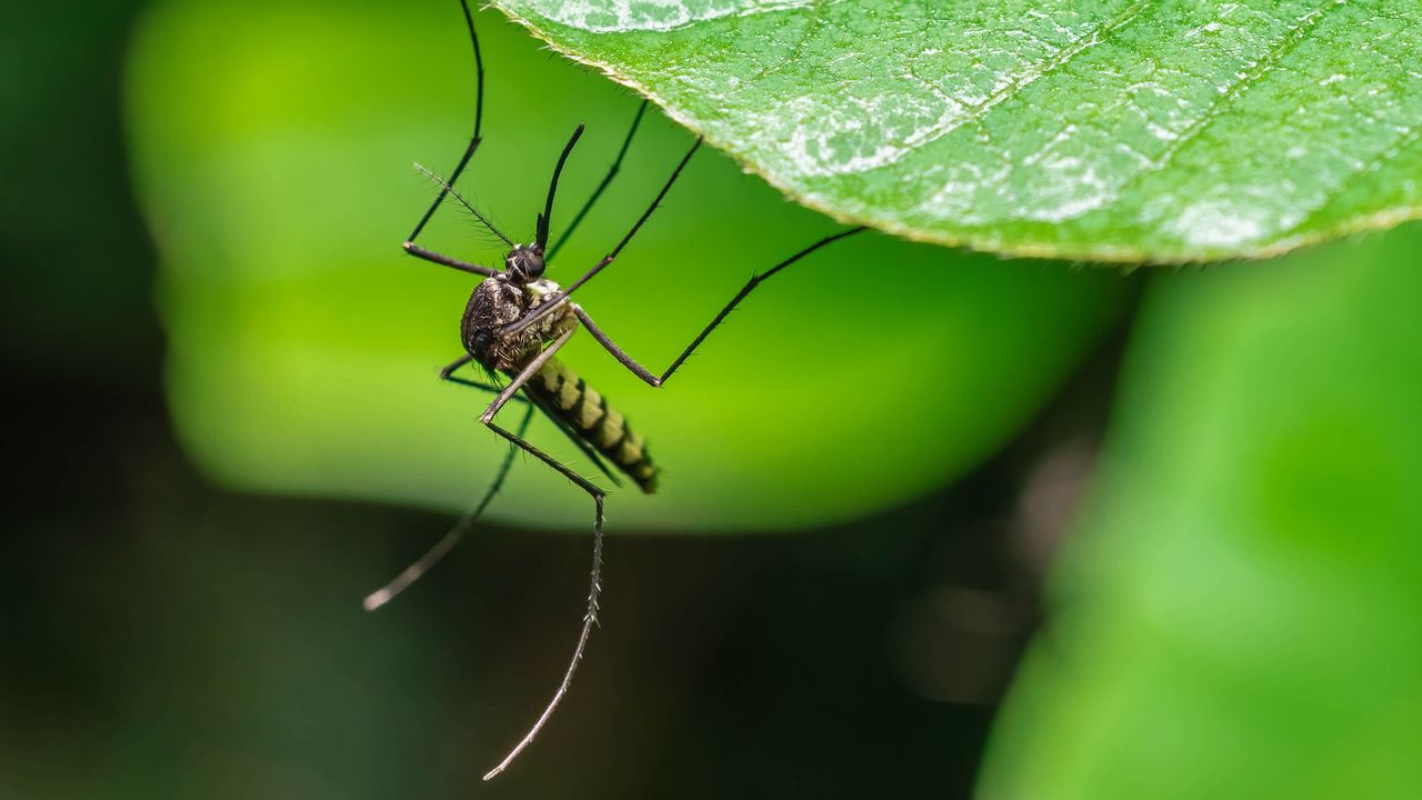 Homeowners urged to mosquito-proof their yards this summer with one simple garden lighting trick
