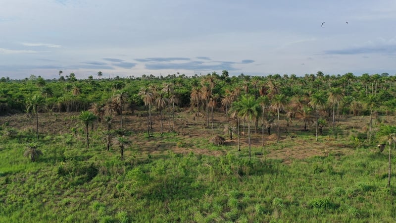 Restored nature hits record level, still off target - UN