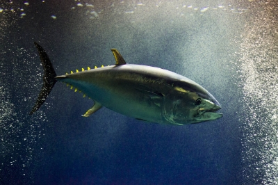 25% increase agreed for Pacific bluefin tuna quota