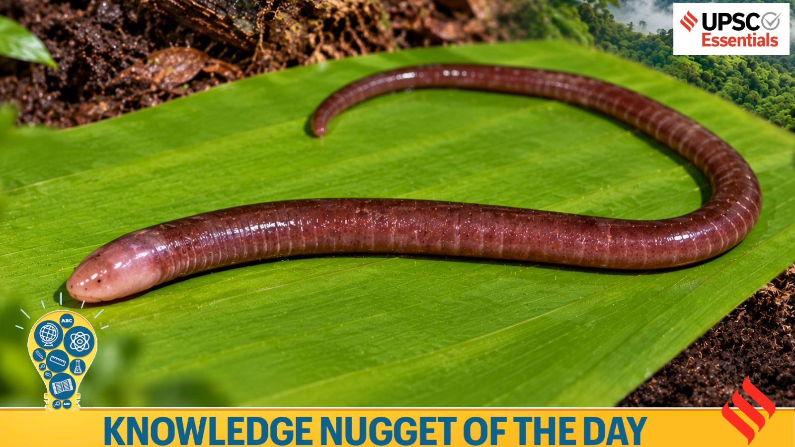 Knowledge Nugget | New underground amphibian discovered in Western Ghats: What makes it significant?