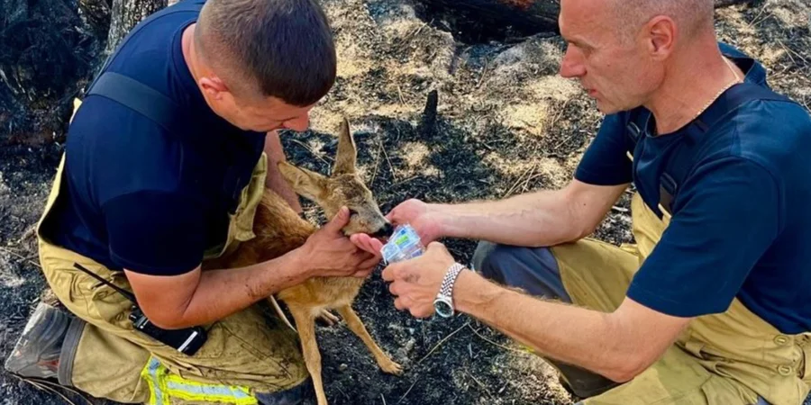 Ukrainian firefighters save burn-injured fawn in forest fires in France