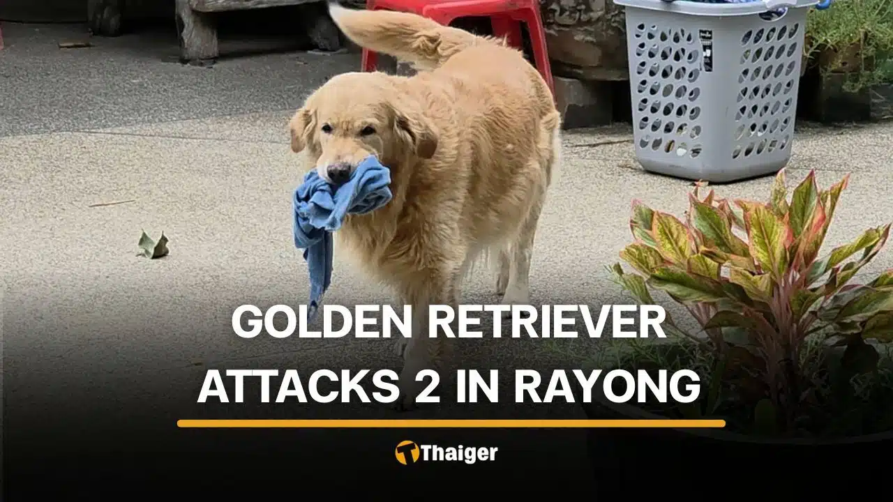 Golden retriever attack in Rayong believed to be triggered by hunger